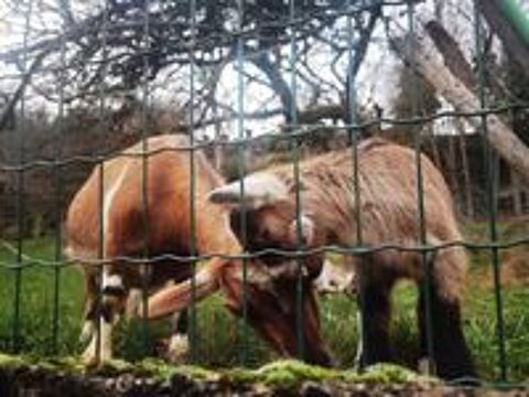   Chèvres naines apprivoisées 