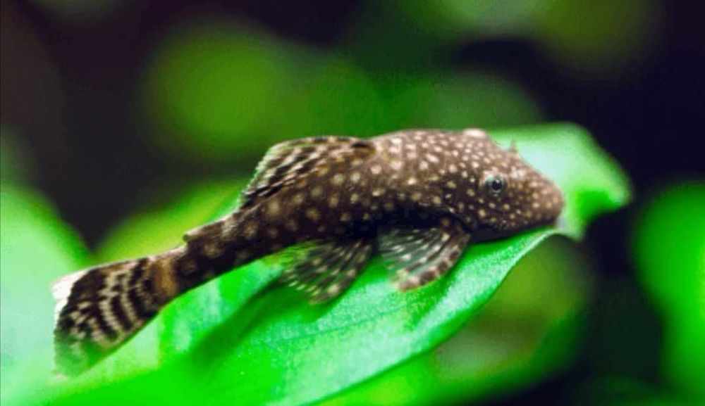   Ancistrus 