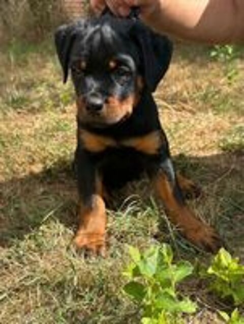   Magnifiques chiots ROTTWEILER LOF 