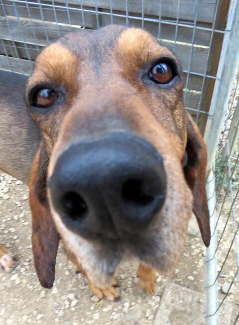 Bruno cherche une famille! 0 34000 Montpellier