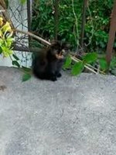   Chat SALLY à l adoption 