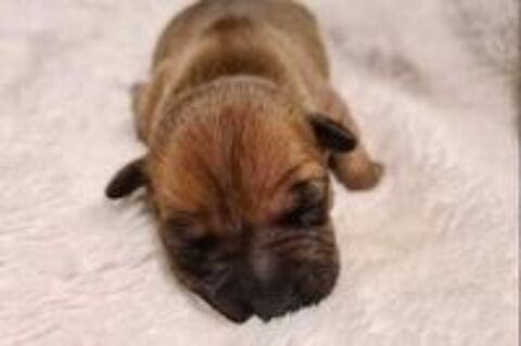   Bébé chiot staff  