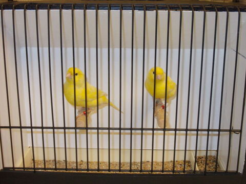 canaris couleur 25 68440 Habsheim