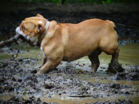 Recherche femme Bulldog Anglais LOF disponible à la saillie 400 35000 Rennes
