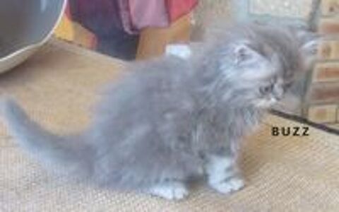   3 SUPERBES CHATONS PERSANS MALES LOOF A RESERVER 