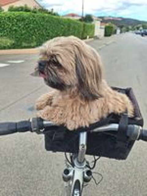  Lhassa Apso de 5 ans à céder pour cause de santé. 