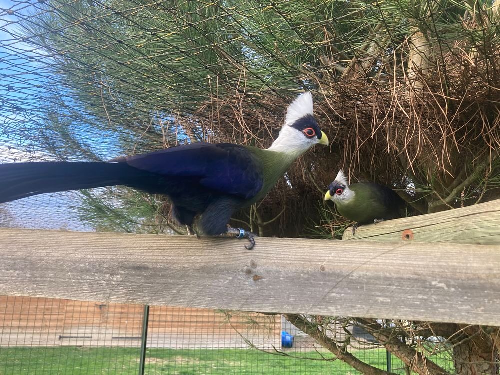   Touraco huppe blanche  