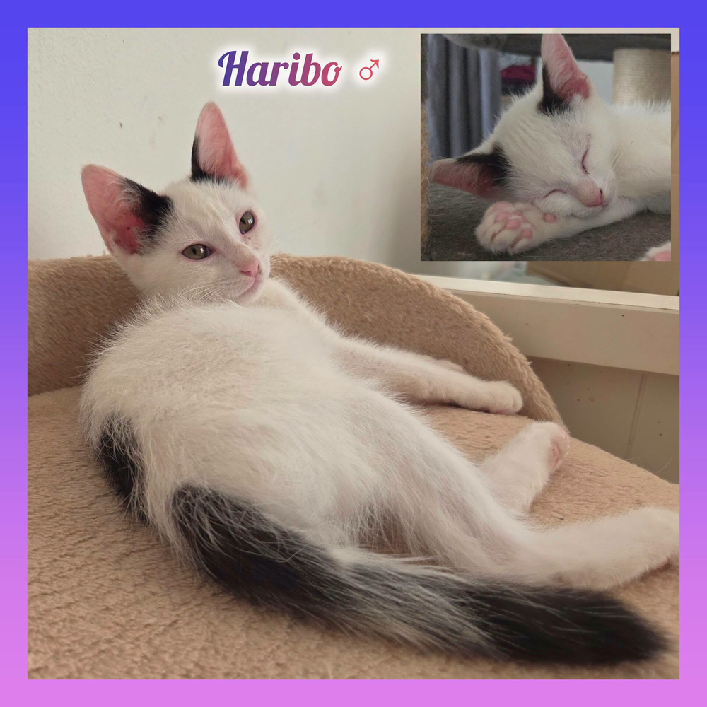   Haribo à l'adoption 