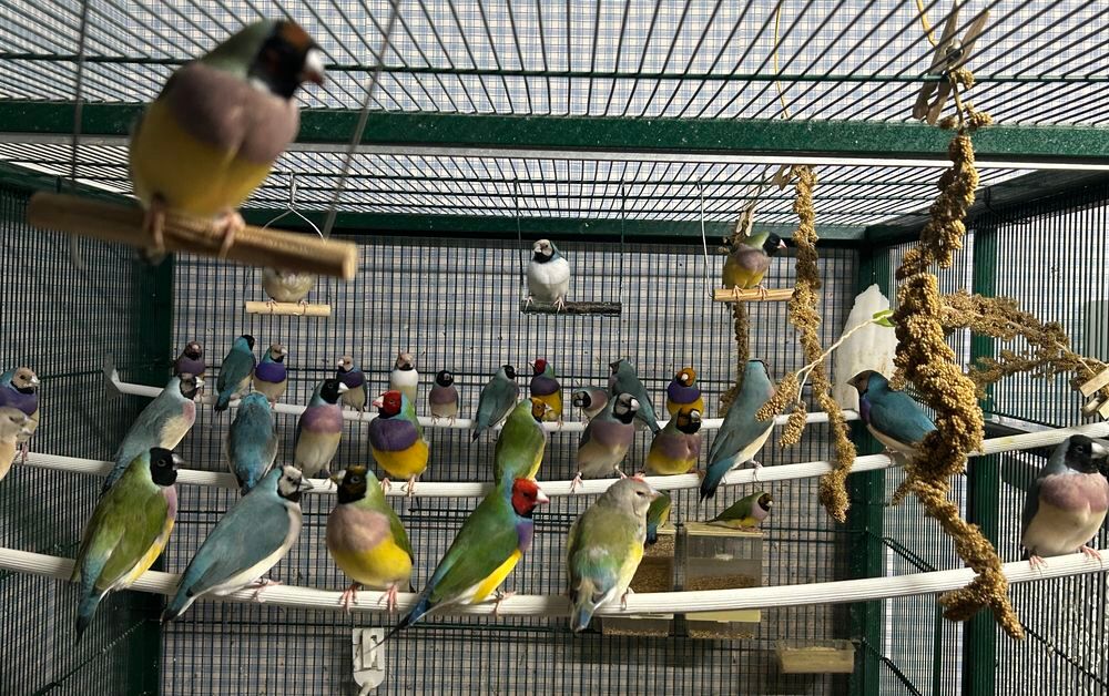   Cède diamants de gould bagués 25 ou 26, élevés en intérieur. 
