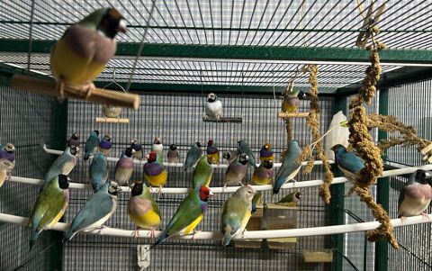 C&egrave;de diamants de gould bagu&eacute;s 25 ou 26, &eacute;lev&eacute;s en int&eacute;rieur. 35 21000 Dijon