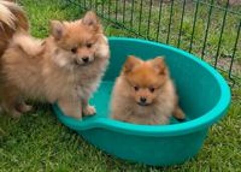   Chiots spitz allemands  