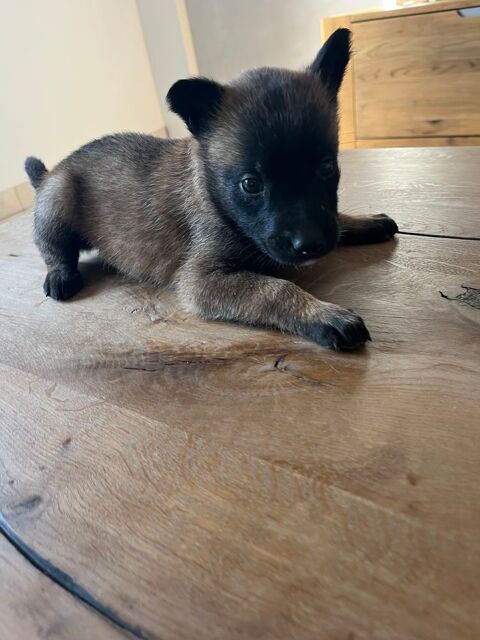 Magnifique port&eacute;e de Malinois 490 13103 Saint-Étienne-du-grès