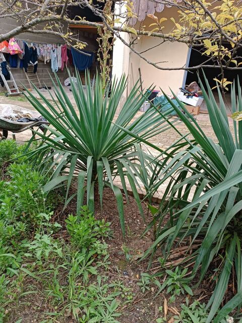 yucca en pleine terre 15 Meynes (30)