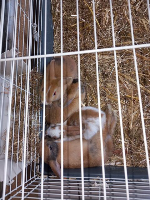 Lapin nain a r&eacute;server 0 89500 Villeneuve-sur-yonne