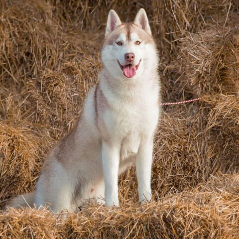 MAGNIFIQUE HUSKY SIBERIEN POUR SAILLIE 380 79150 Voultegon