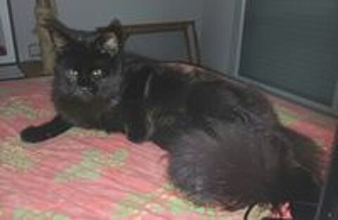   Superbe maine coon femelle loof 