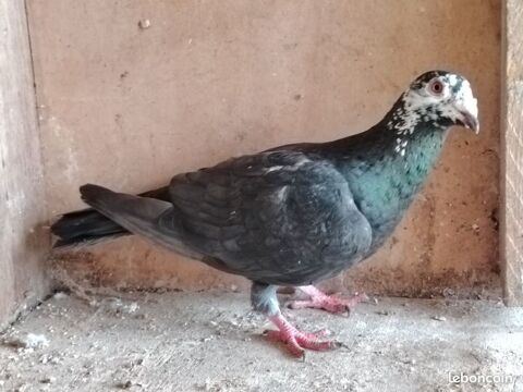 Pigeon voyageur noir tte blanche 59980 Reumont