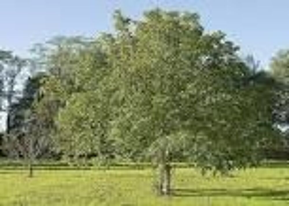 3 plants de noyer a bois
Jardin