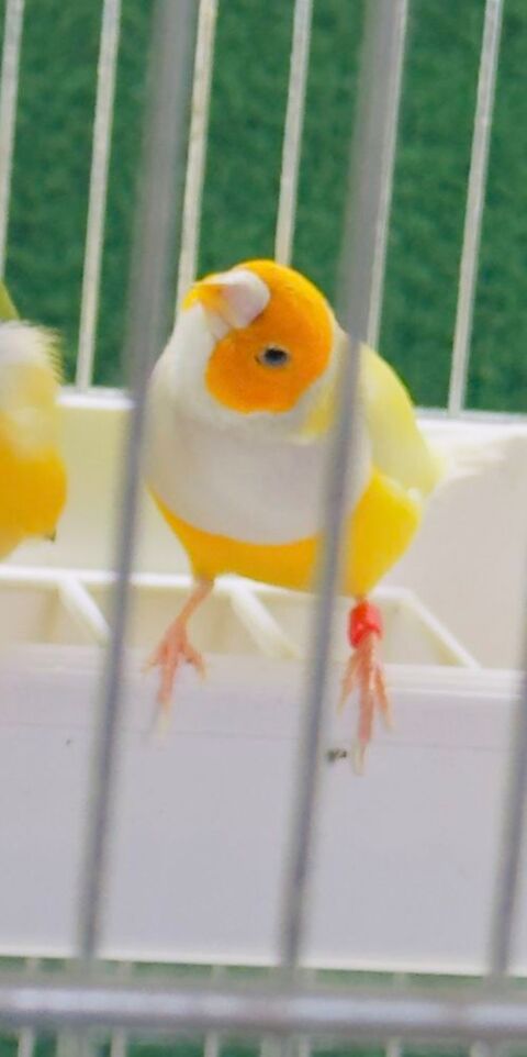 Diamant de gould jaune sf 60 91310 Linas