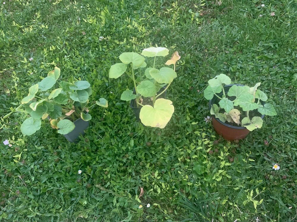 pot de cucurbitac&eacute;s
potiron
betternuts
potimaron Jardin