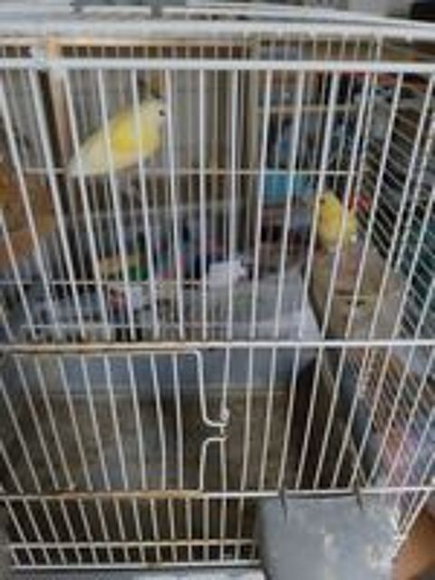   Canaris bec droit 
