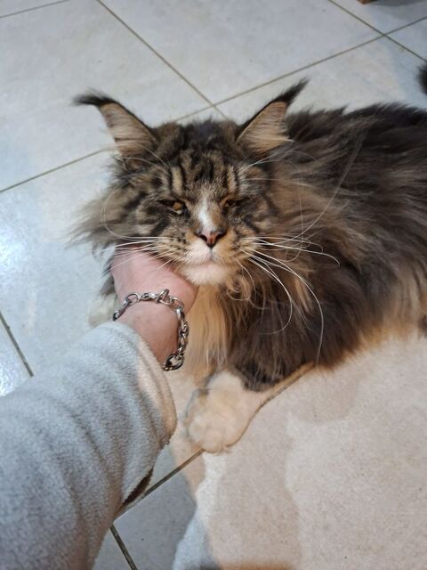 Main coon de deux Ann&eacute;es &agrave;  Vendre &agrave;  500 euros 0 35000 Rennes