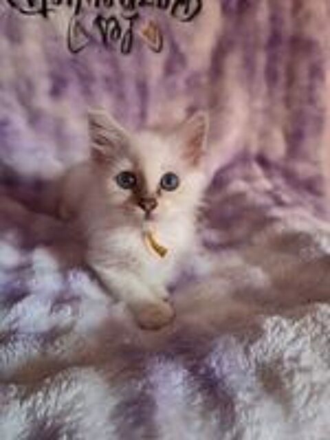    Biscotte, petite merveille Sacré de Birmanie, disponible 