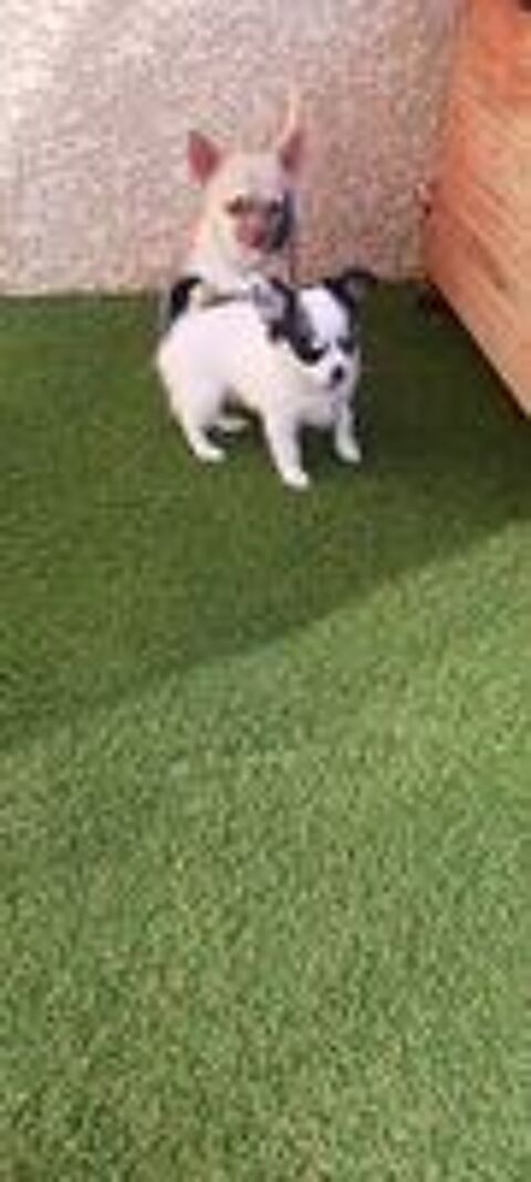   Chiots chihuahua poil long 