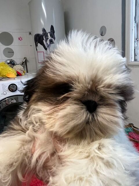 Magnifique chiot femelle shih tzu LOF 1600 58350 Nannay