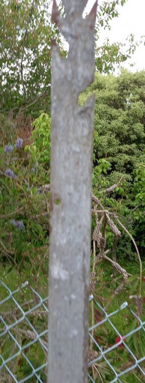 Grand piquet barbel galvanis Allemand 45 Barfleur (50)