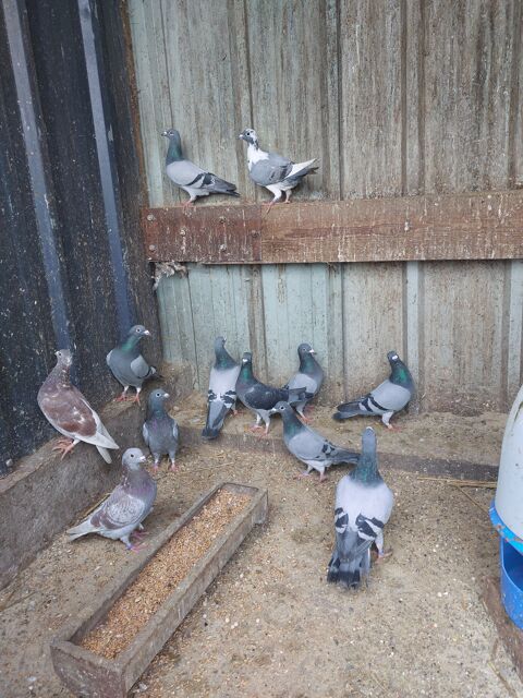 Pigeons voyageurs 10 80270 Belloy-saint-lonard