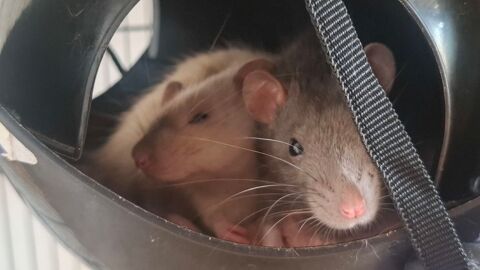 Ratons Dumbo Velours ? 20 91270 Vigneux-sur-seine