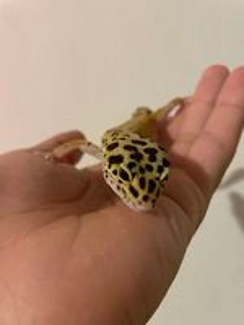   Gecko léopard avec terrarium et équipements  