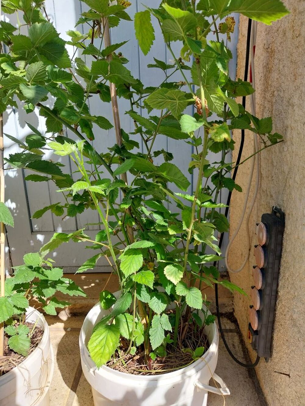 Murier sans epines et a gros fruits en pot de 12 litres Jardin