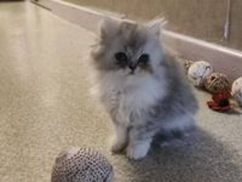   Chatons persan silver LOOF 