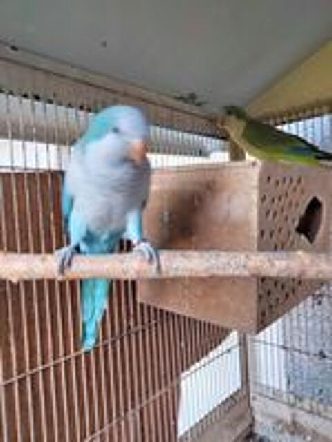   Couple perruche souris  