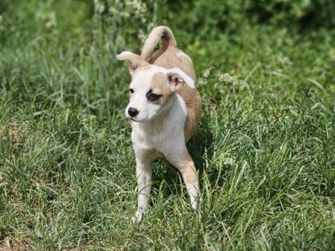 Sunny, chiot femelle de 5 mois à l'adoption 320 28260 Saussay