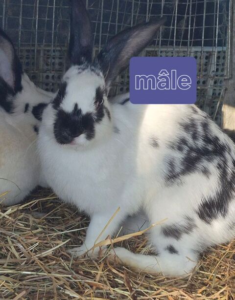 lapin papillon 20 72440 Bouloire