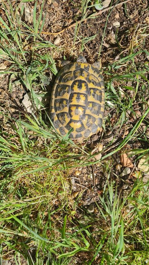 tortue 80 34450 Vias