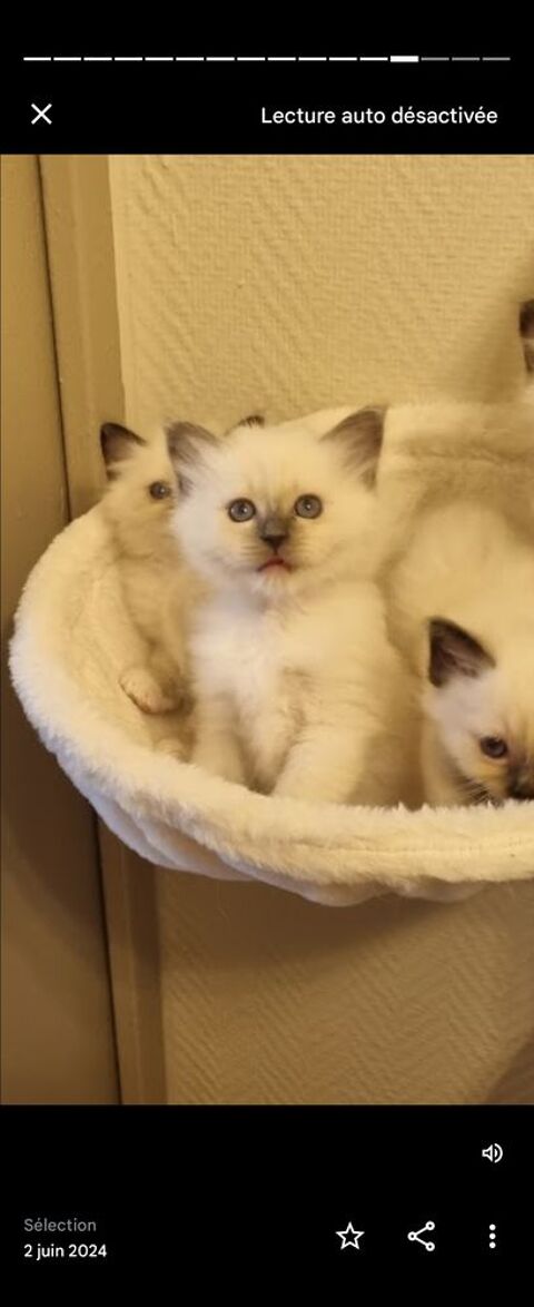 Chatons sacré de Birmanie Loof 1200 75019 Paris