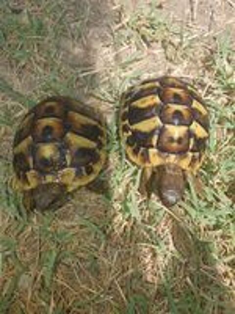   Bb tortues 