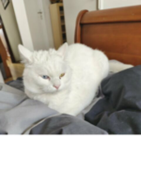   Berlioz 