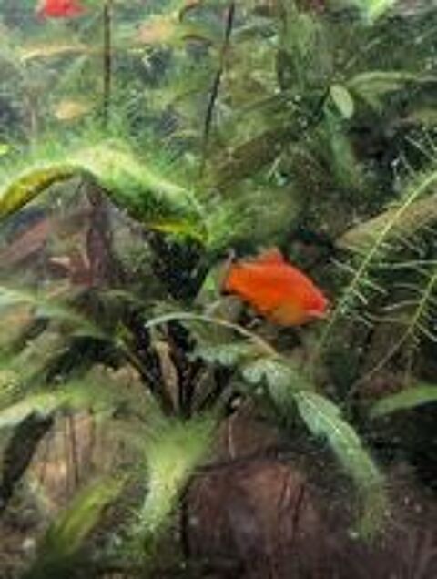  plantes et poissons 