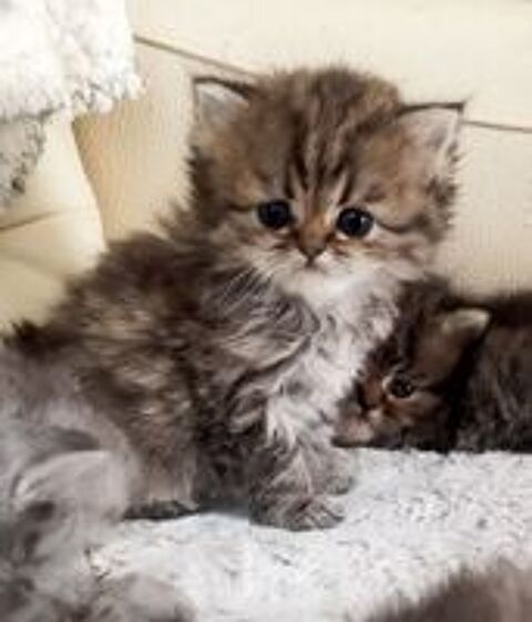   Chatons persans loof 