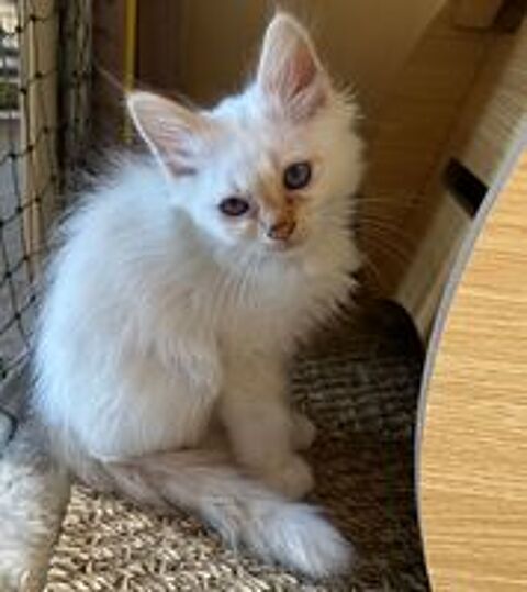   Magnifiques chatons Sacré de Birmanie LOOF 