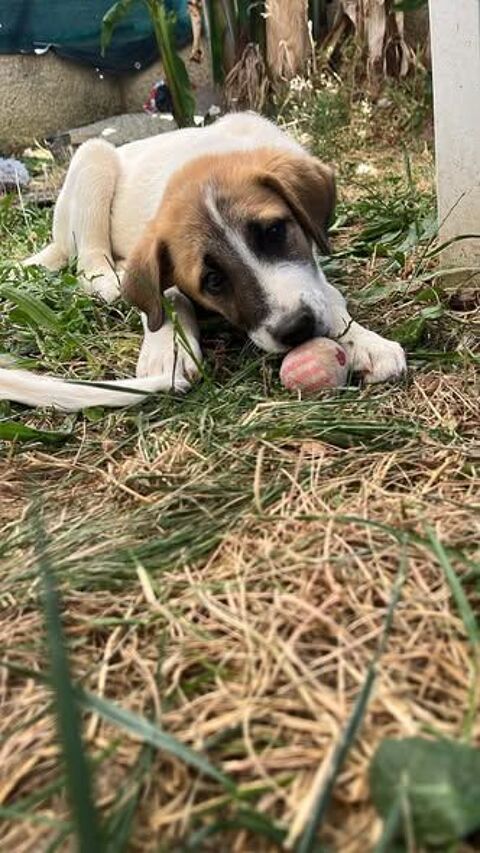 Chien TAC &agrave; l adoption 300 26330 Châteauneuf-de-galaure