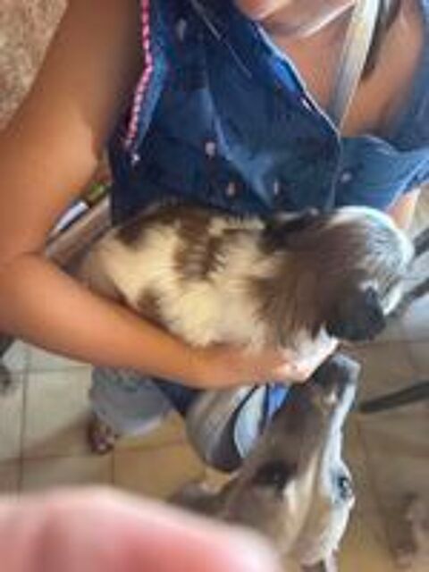   À réserver bébés shih tzu 