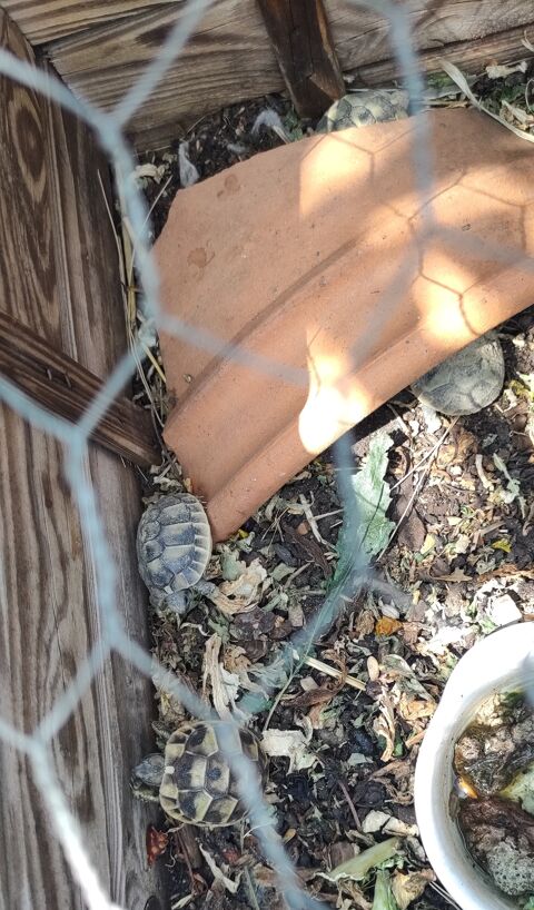 Tortues juvniles de 2023 34690 Fabrgues