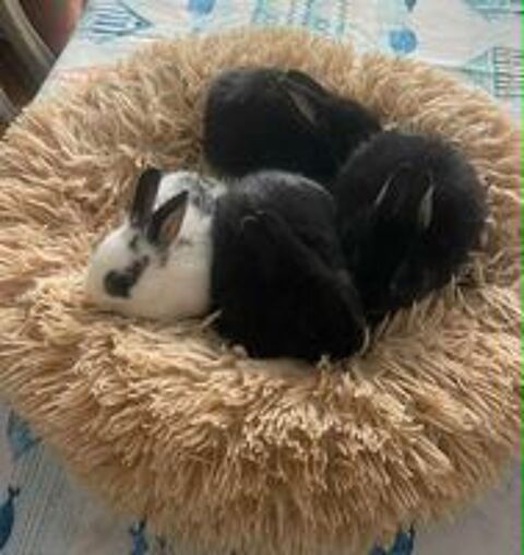   lapins extras nains  