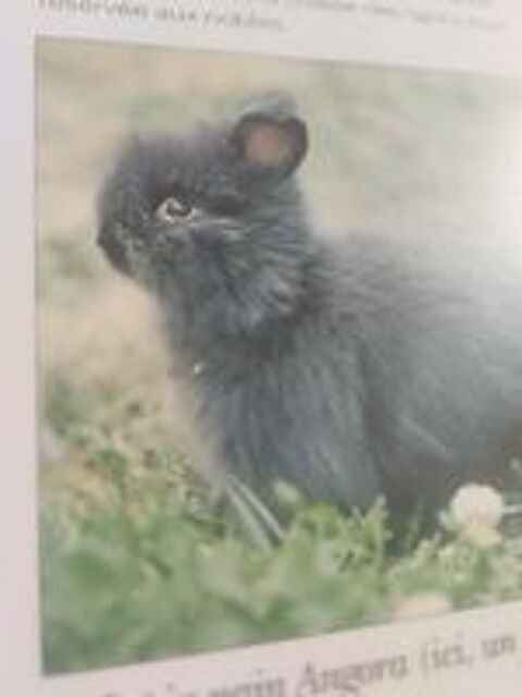   Recherche lapin nain  